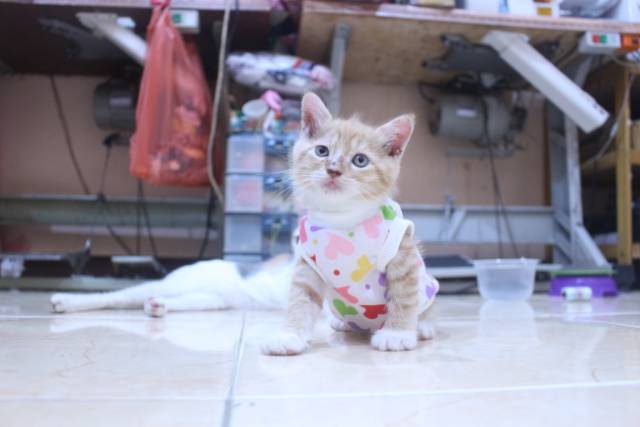 Kaos lope-lope model simple lucu untuk kucing dan anjing / baju kucing murah size S-XL