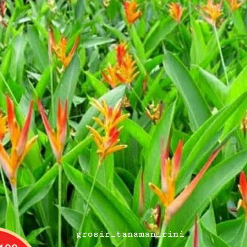 TANAMAN HIAS PISANG PISANGAN BUNGA MERAH