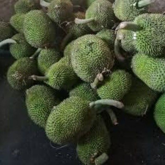 

Timbul 500gr/ Sayur Timbul / Kluwih / Kluweh