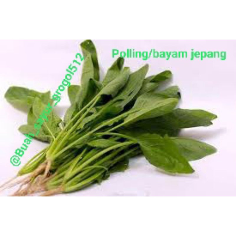 

Sayur poling / bayem jepang_ 200gr