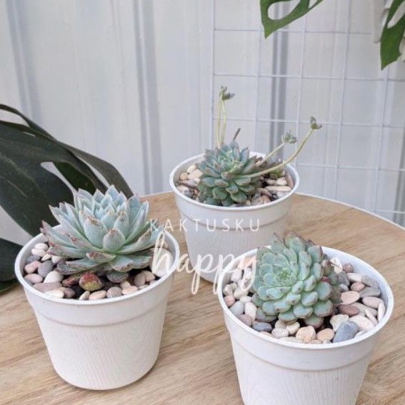 POT SA 10 - POT PLASTIK 10 CM - POT PLASTIK PUTIH 10 CM- POT KAKTUS SUKULEN