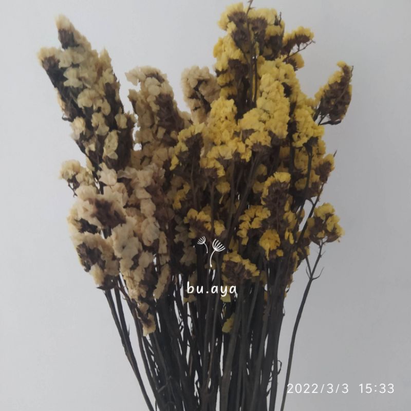 Dried Statice / Bunga Kering / Dried Flower Impor / Bunga Mahar