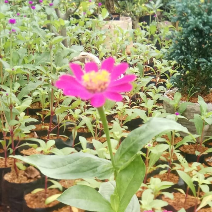 Tanaman Hias Bunga Kertas Zinnia - Tanaman hias Zinnia