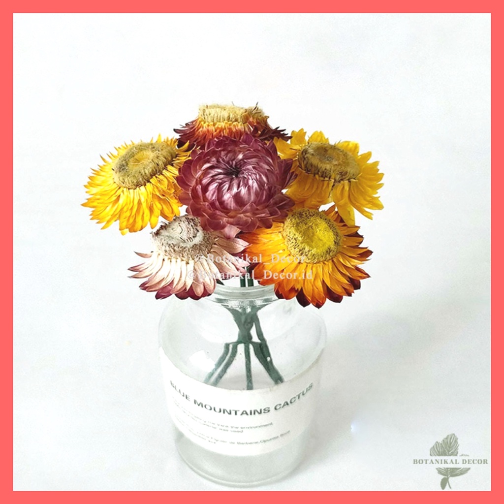 Jual Dried Flower Daisy Stem Bunga Kering Color Tangkai Hias Dekor Rumah Pesta Kantor Shopee