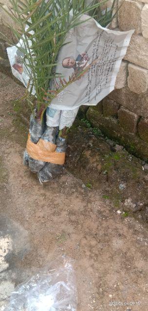 New Produck!! Pohon Kurma Azwa Jantan Dan Betina - Kl 1