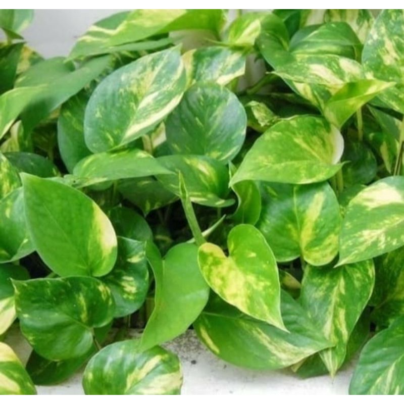 Sirih gading/sirih gading air Aquascap/sirih gading farigata