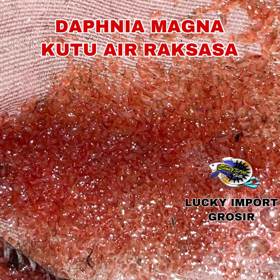 Kutu Air Raksasa Daphnia Magna Starter Pakan Ikan Hias Cupang / Guppy
