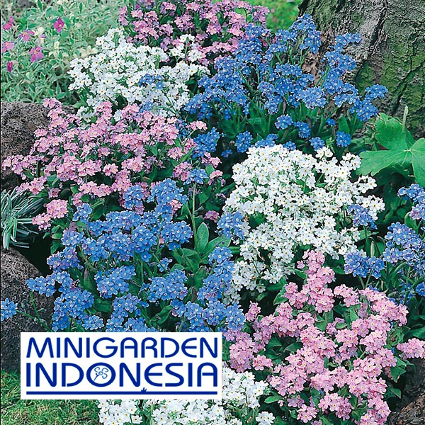 25 Benih Bunga Forget Me Not Mixed Mr Fothergills Bibit  