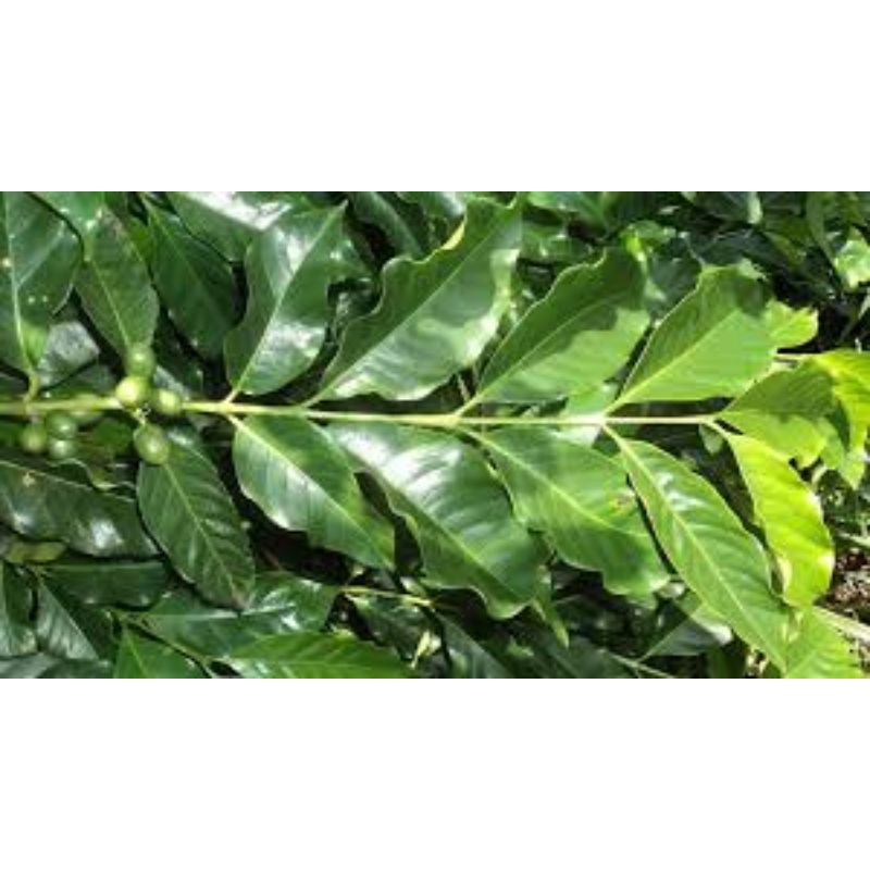 

DAUN KOPI 250gram Daun Kopi Obat Herbal