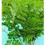 

daun kelor original herbal