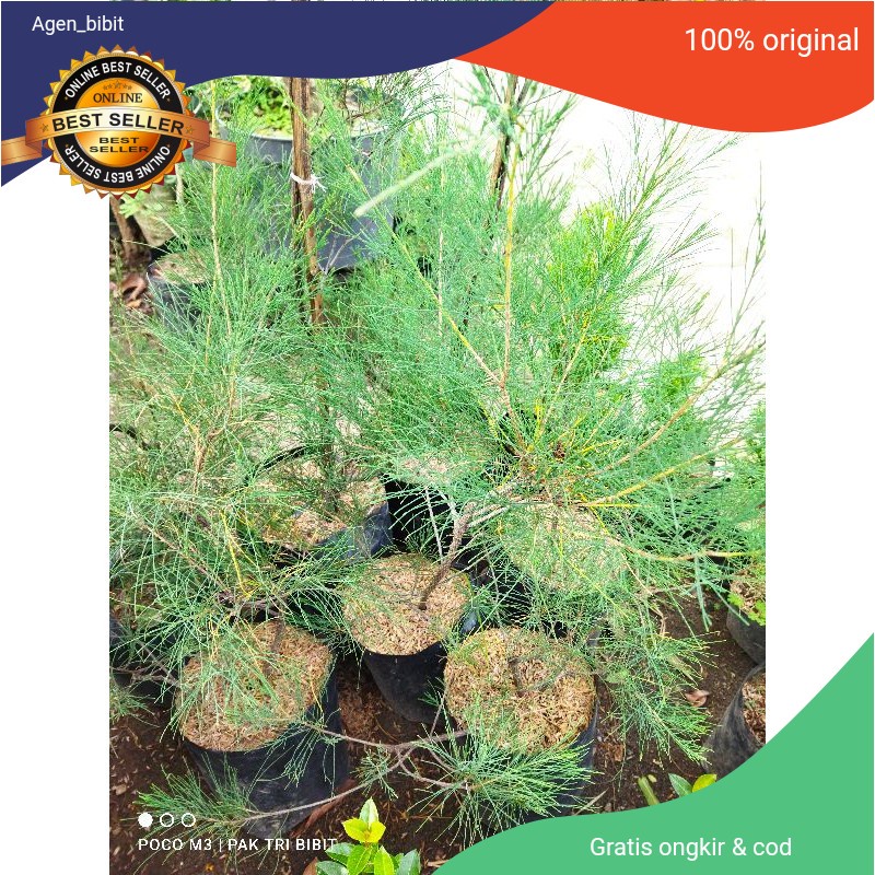 Bibit cemara udang-bahan bonsai