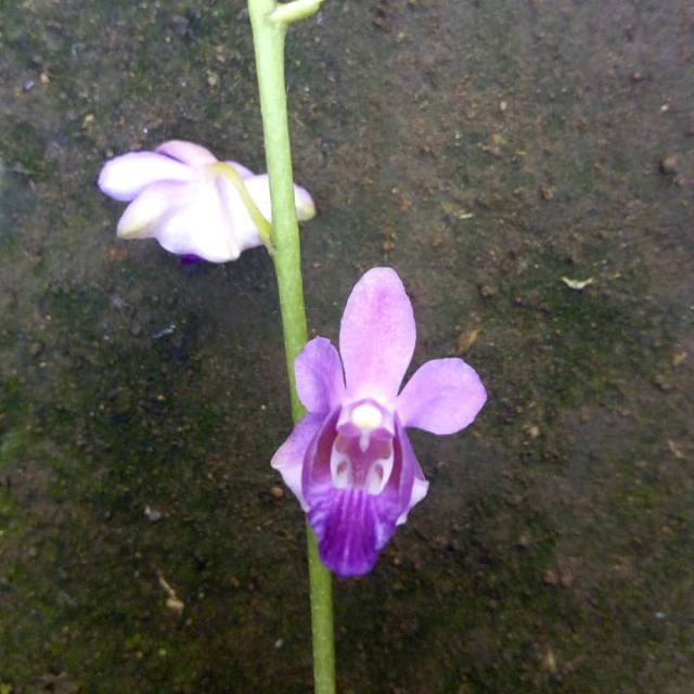 Anggrek phalenopsis doritis blue