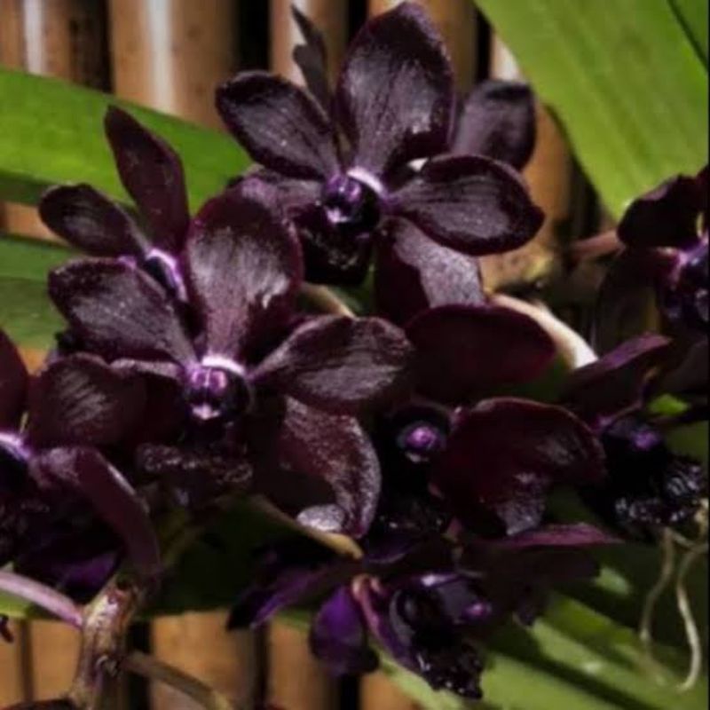 vanda gigantea sri siam dewasa