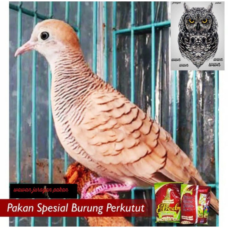 pakan burung perkutut Ebod perkutut, pakan kutut