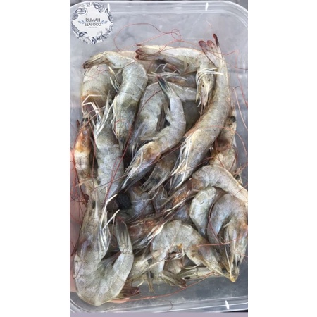 

Udang S.10