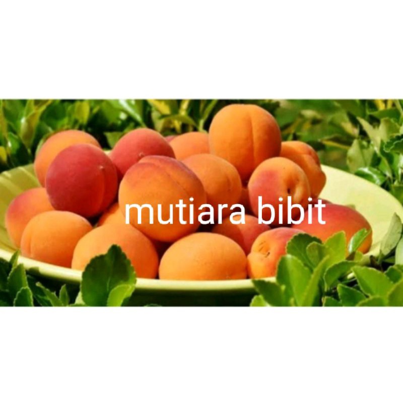 bibit buah aprikot atau prunus armeniaca