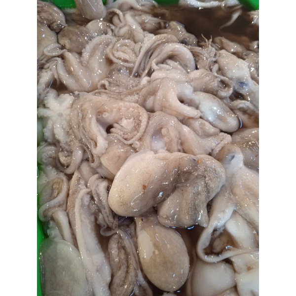 

Baby octopus/ gurita kecil/ seafood segar murah bandung