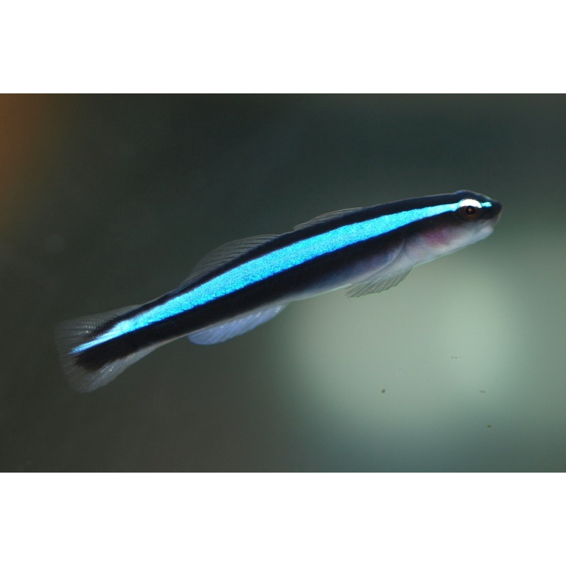 Neon Goby - Blue Tank Bred