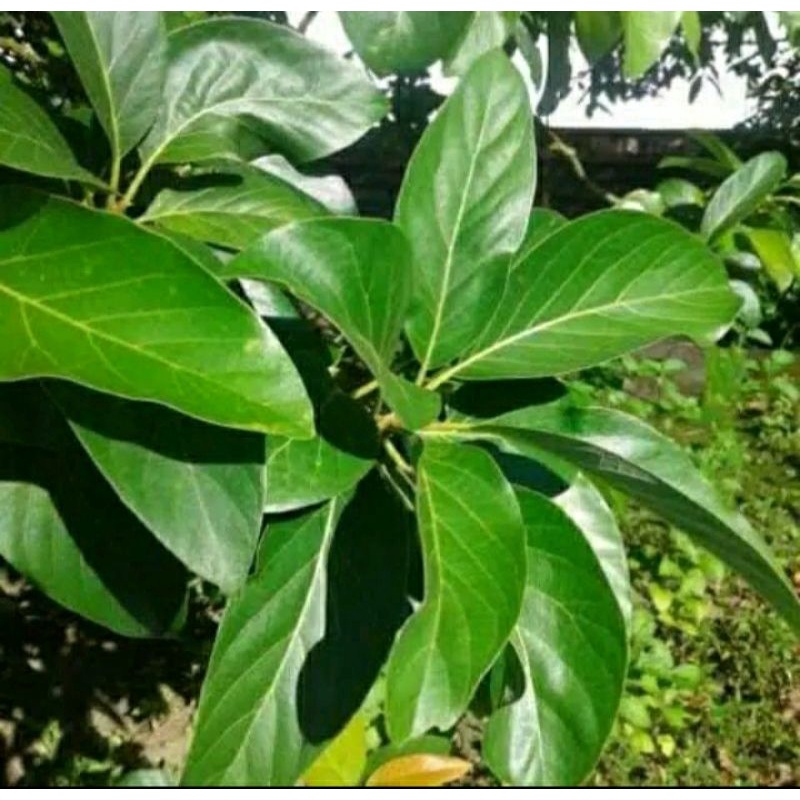 

DAUN ALPUKAT LANGSUNG PETIK DARI POHON 250 GRAM FRES ALPUKAT