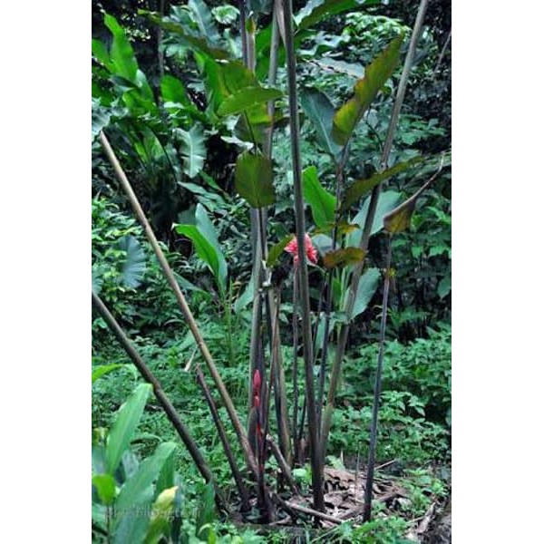 

DAUN KECOMRANG ATU HONJE 500 GRAM