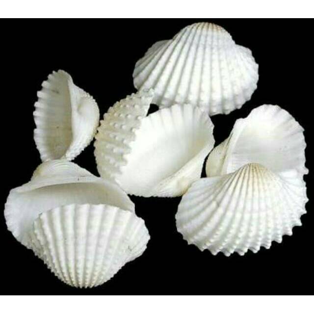 

GEN 250 gram Kerang Dara Putih Anadara Prakarya