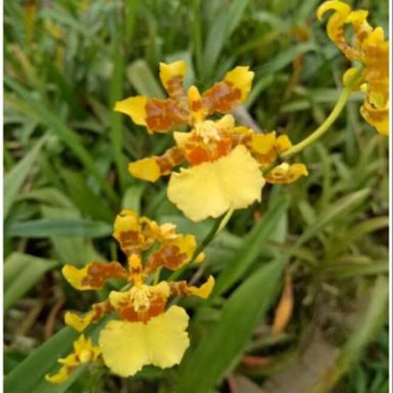 Anggrek Oncidium Americana