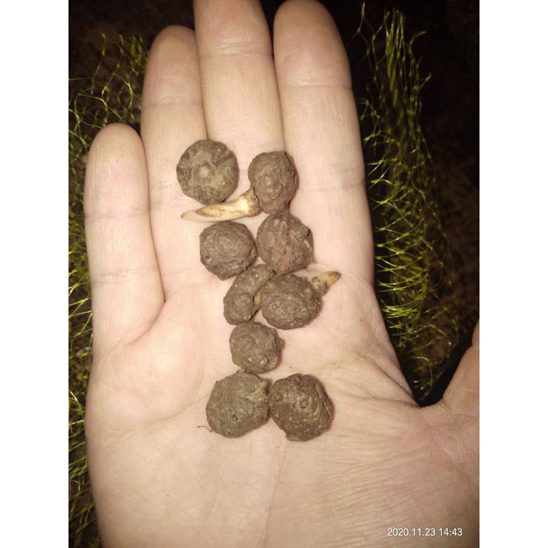 bibit umbi porang katak dorman kualitas terjamin ukuran sedang