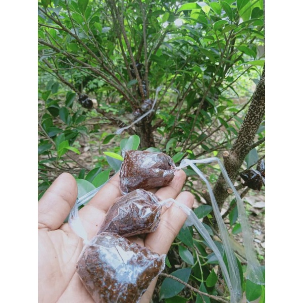 media cangkok cocopeat +perangsang akar