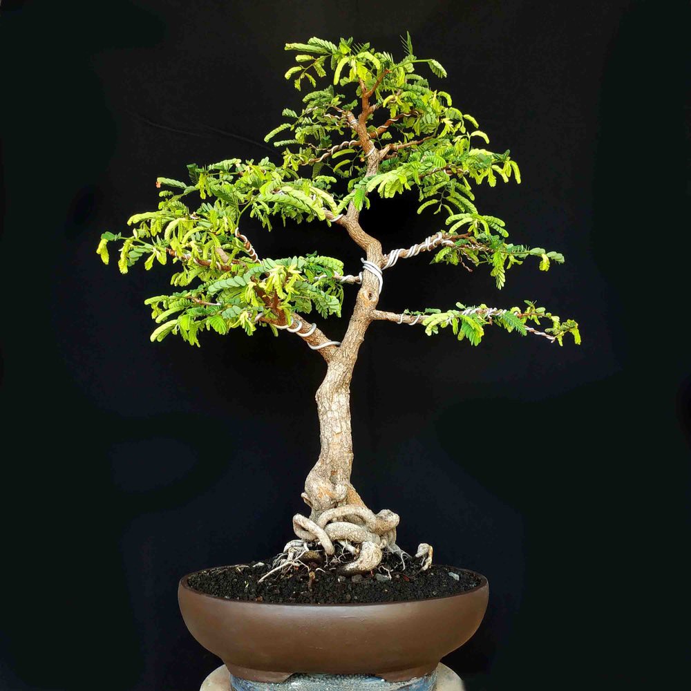 Bonsai Natural Contoh Bonsai