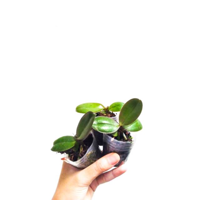 ANGGREK BULAN DEWASA / BIBIT ANGGREK BULAN