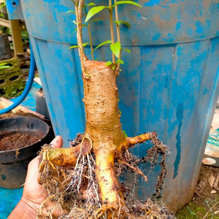 Nay / Bahan Bonsai Anting Putri Prospek