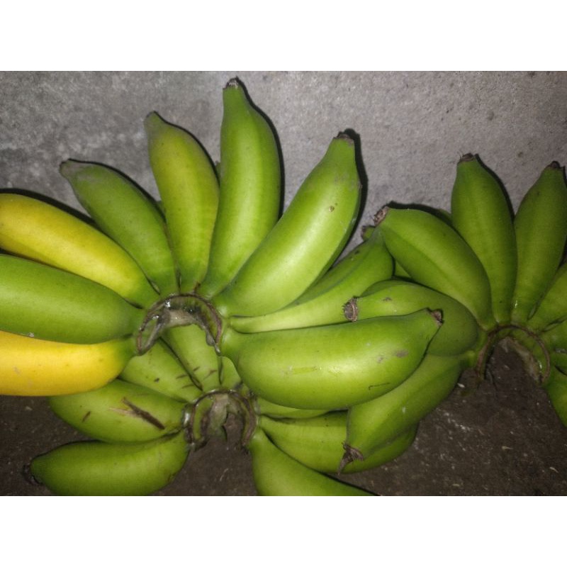 pisang ulin/murlin