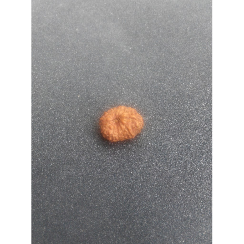 Jenitri Mukhi 11 (Rudraksha Genitri Gareng11 D15.5x13.3)