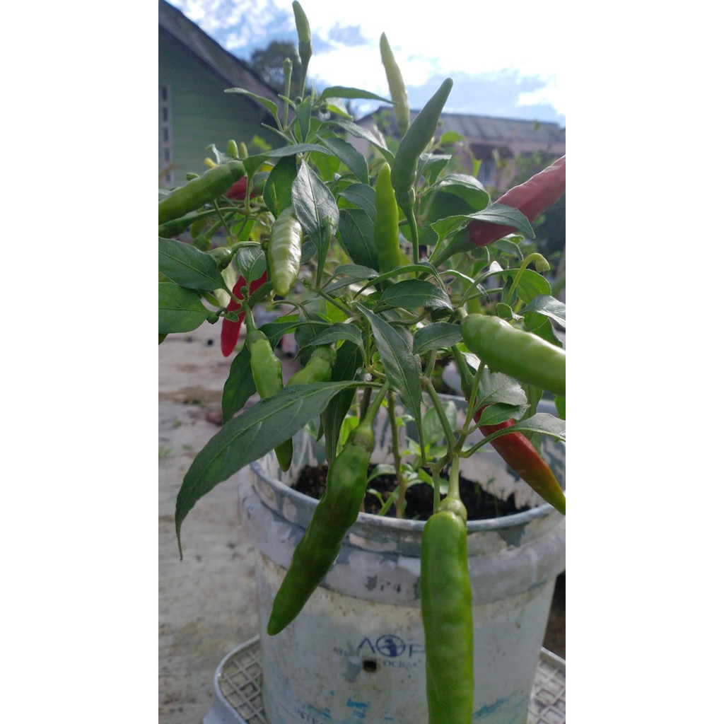 Biji, Benih,Bibit Cabai Rawit Hijau, Cabai Lalapan