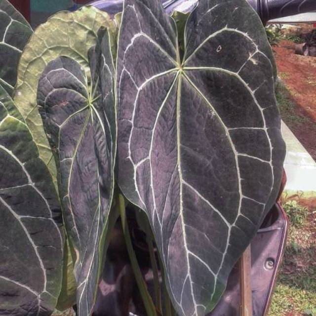 Harga Anthurium Kuping  Gajah  Peace Lily