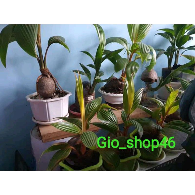 Bonsay kelapa ijo.kuning.merah