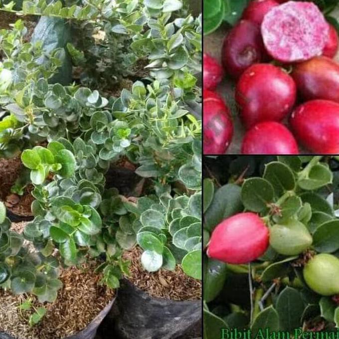Pling Dicari# Bibit Tanaman Buah Atau Bahan Bonsai Natal Plum Dic@Ri Sintashop45 V0C