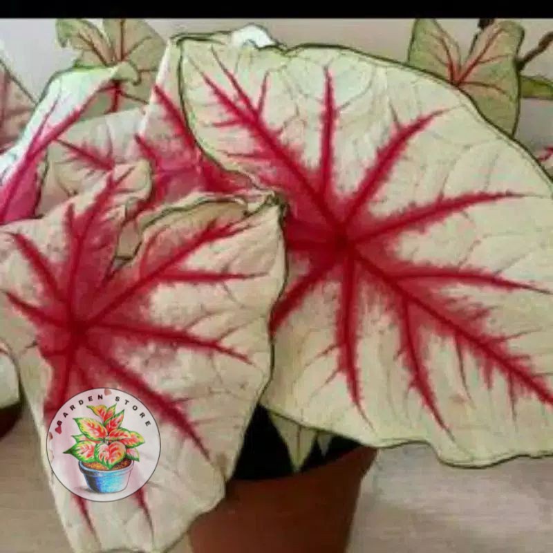PROMO BONGGOL/Caladium Fiesta Fantasy (Bibit) - Keladi Hias Thailand
