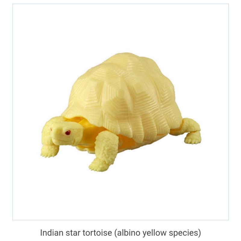 indian star tortoise gashapon figure dango mushi albino yellow species