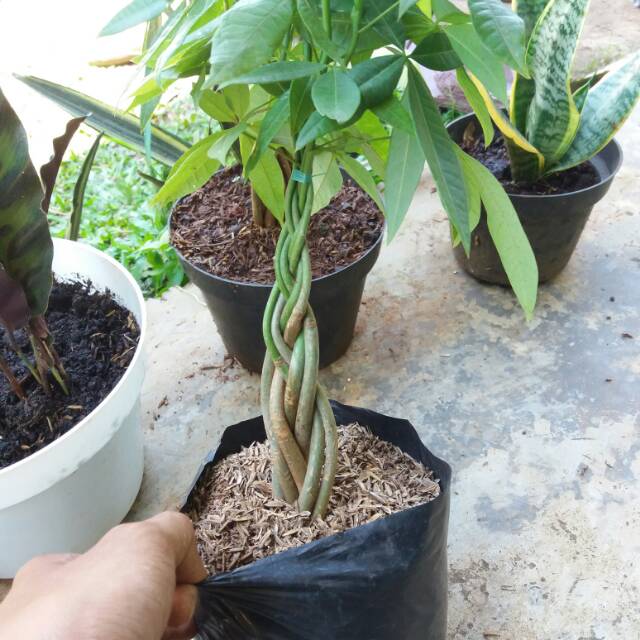 Tanaman hias pachira money tree lucky tree