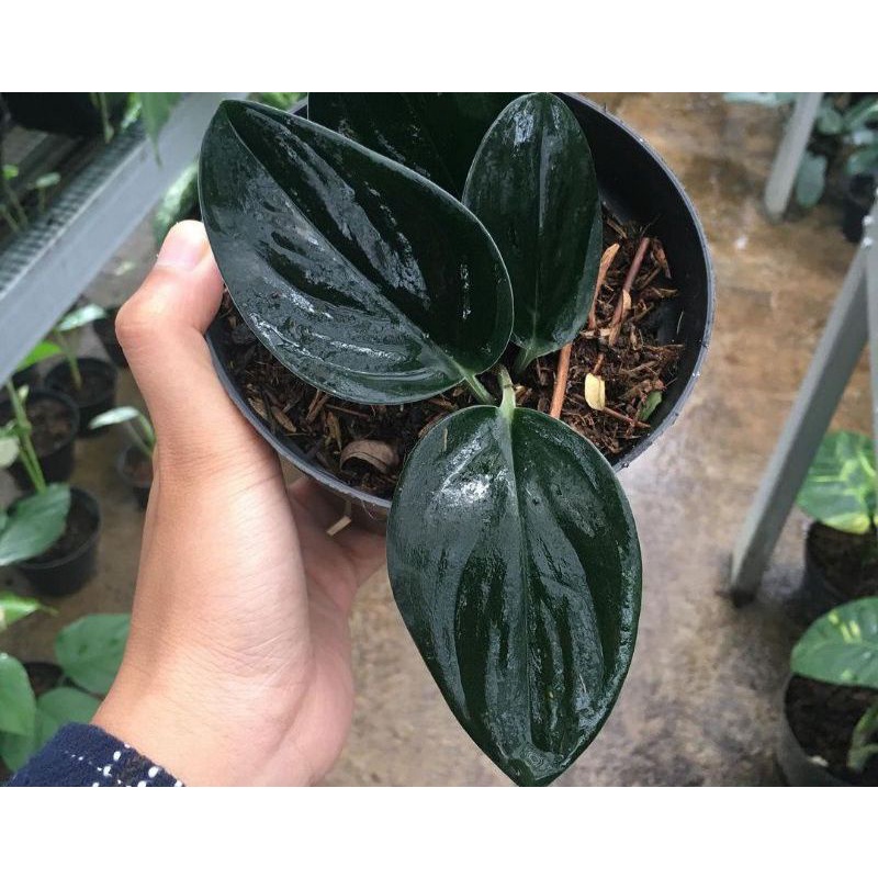 Tanaman Hias Scindapsus Darkfoam/Scindapsus Black