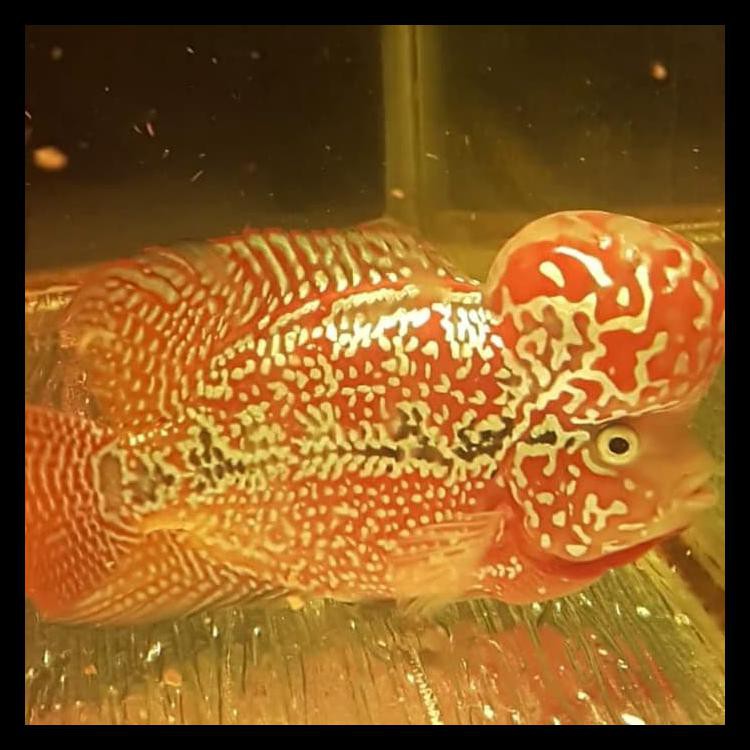 HOT LIST BURAYAK IKAN LOUHAN KAMFA LION KING RED FERRARI CROSSHEAD UK 3-4 CM TERJAMIN