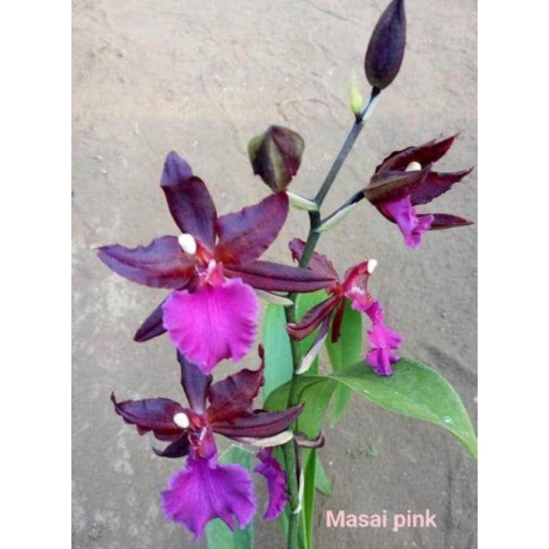 oncidium massai pink