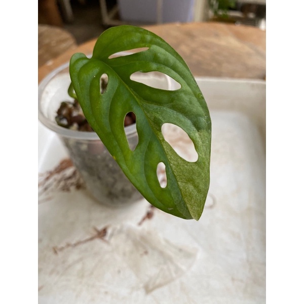 Monstera Adansonii Variegata Jepang