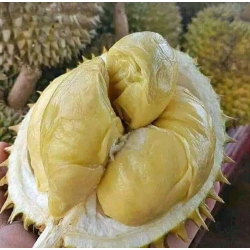 

BUAH DURIAN NIAS PER BUAH