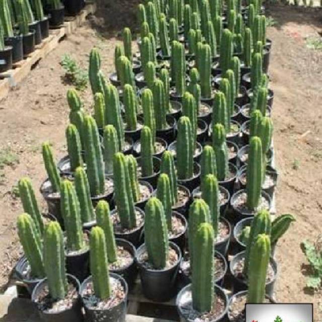 Kaktus koboi atau kaktus belimbing