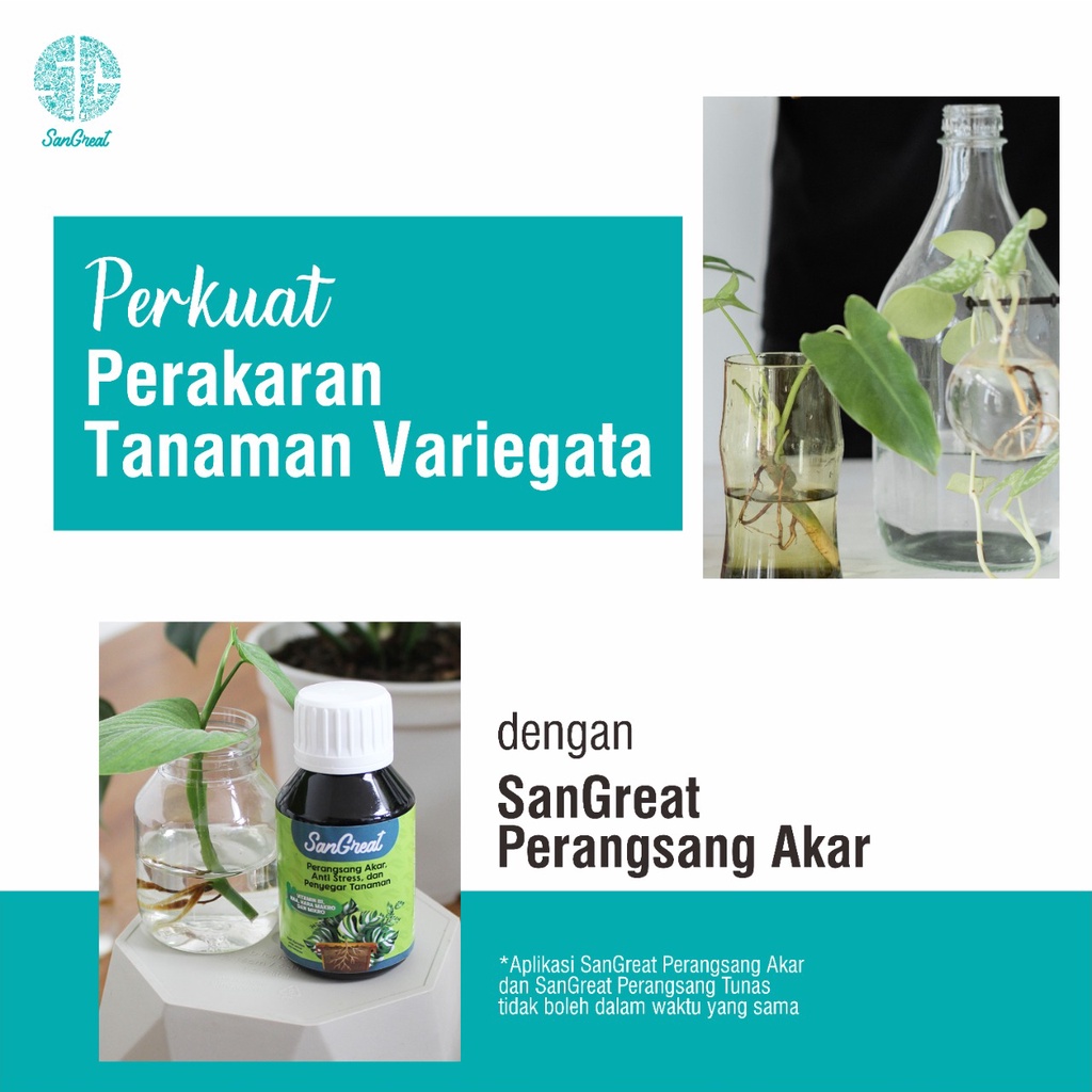 SanGreat Perangsang Akar dan Anti Stress  100 ml Tanaman Vitamin B1 dan hormon auksin untuk tanaman aglonema monstera keladi philodendron calathea anthurium kaktus alocasia