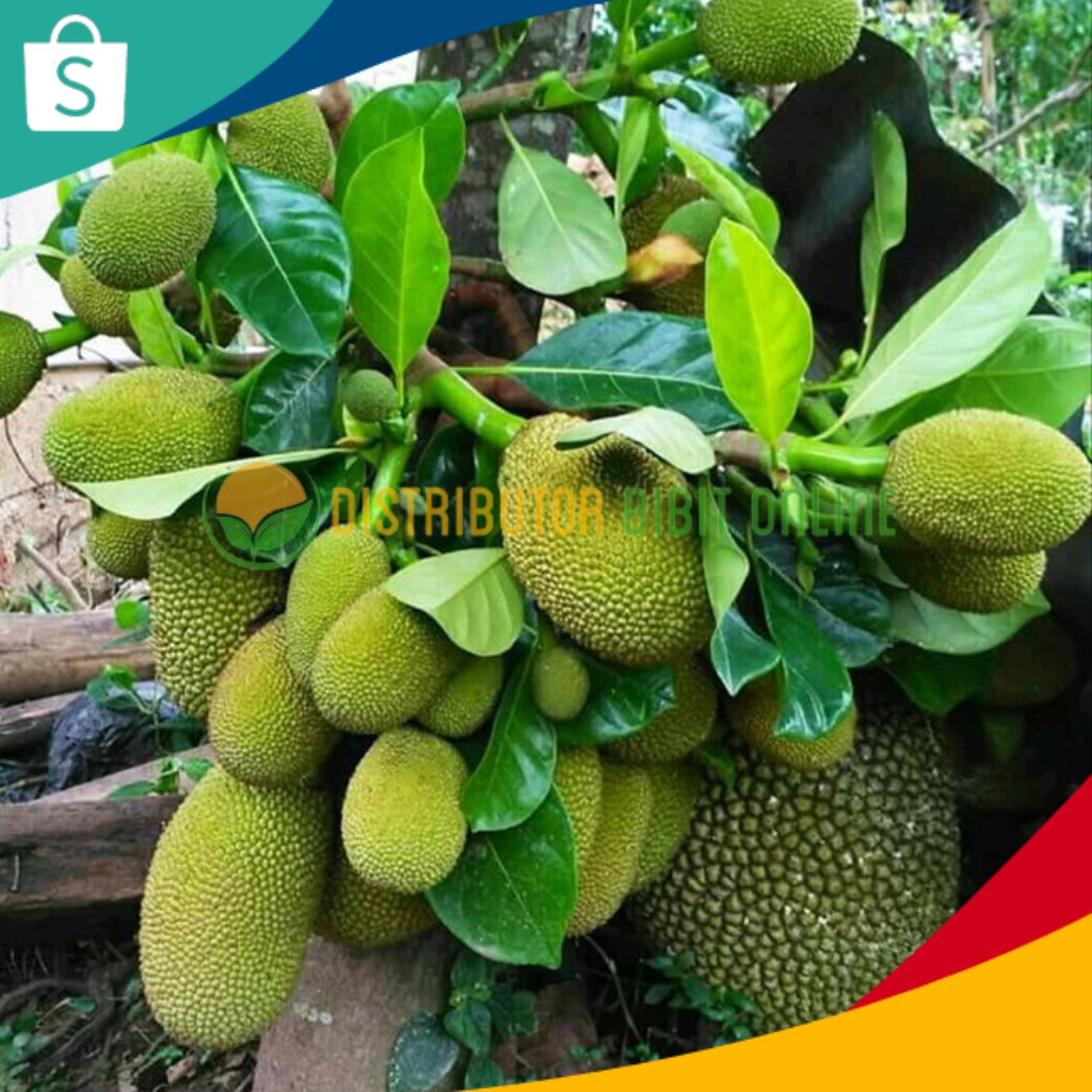 Bibit Buah Tanaman Nangka Mini Hasil Okulasi Cepat Berbuah bibit okulasi majalengka tanaman buah bua