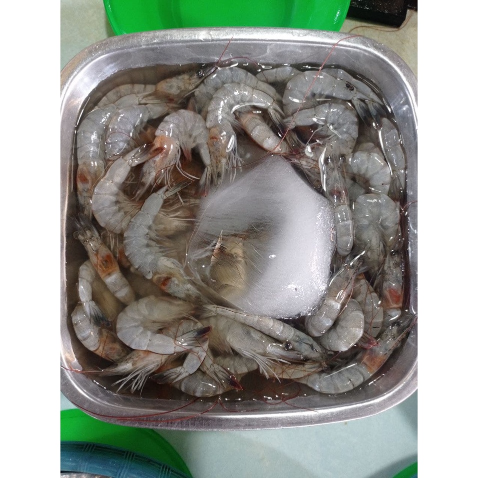 

Udang Kecil