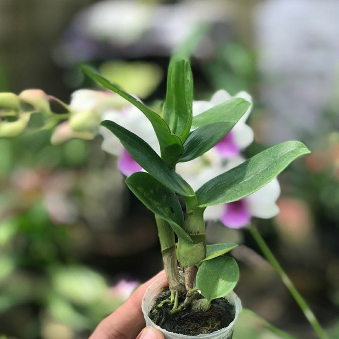 PROMO seedling anggrek dendrobium bibit - Paket 6 bunga anggrek murah